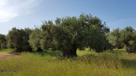 Anbau Oliven