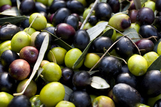 Olivenöl Lagerung